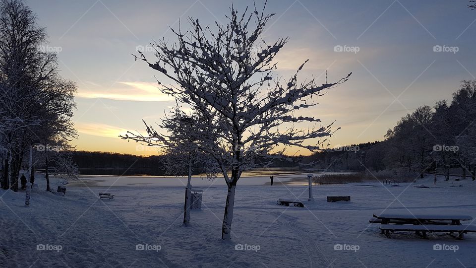 Snowy winter wonderland, beautiful tree in the sunset by the lake - vinterlandskap med mycket snö. vackert träd i solnedgången vid liten sjö