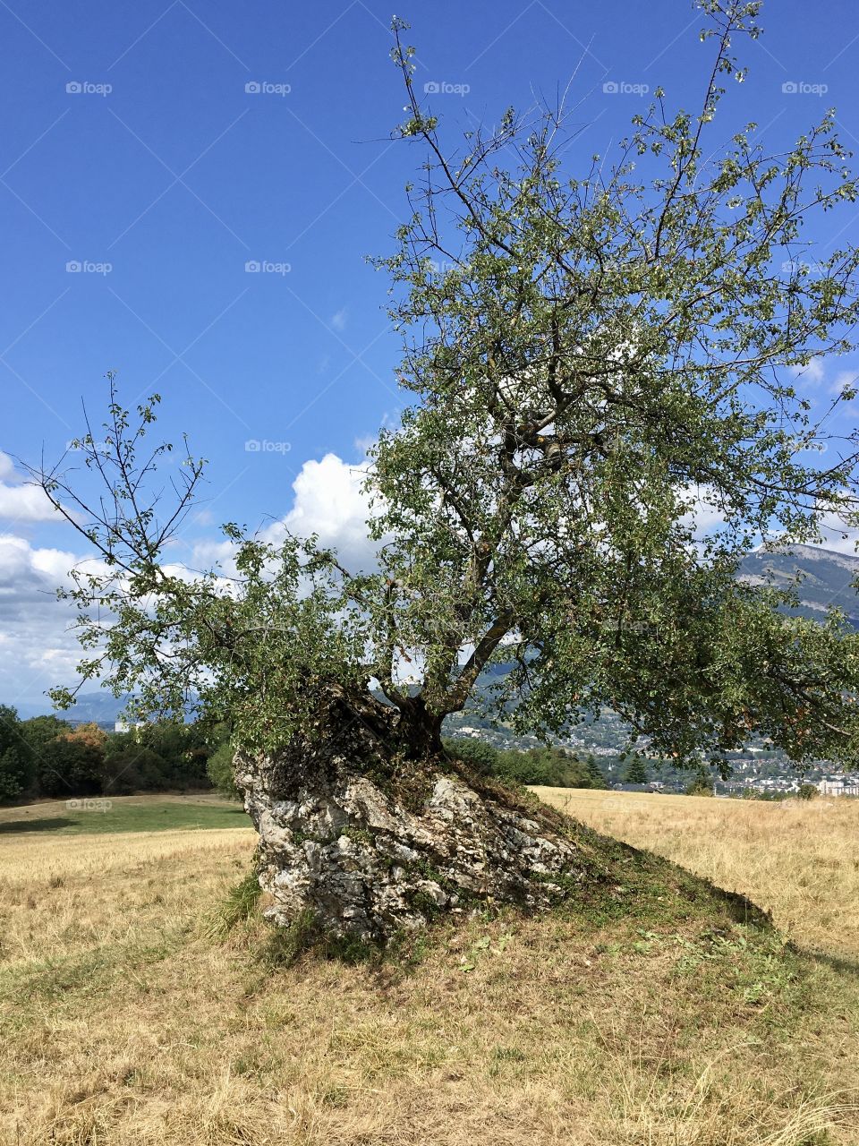 Tree on rocky ground 