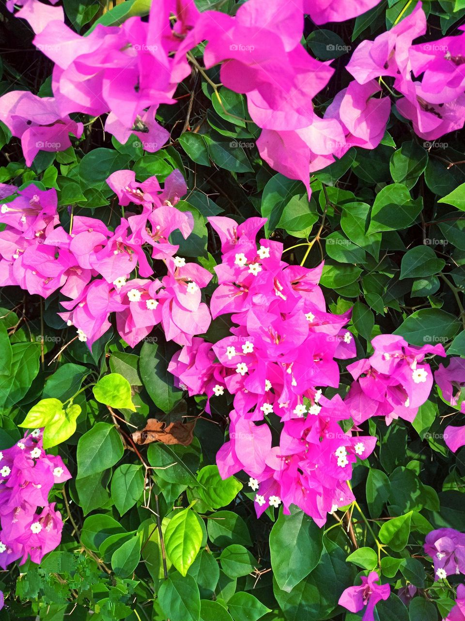 beautiful pink bougainvillea flowers