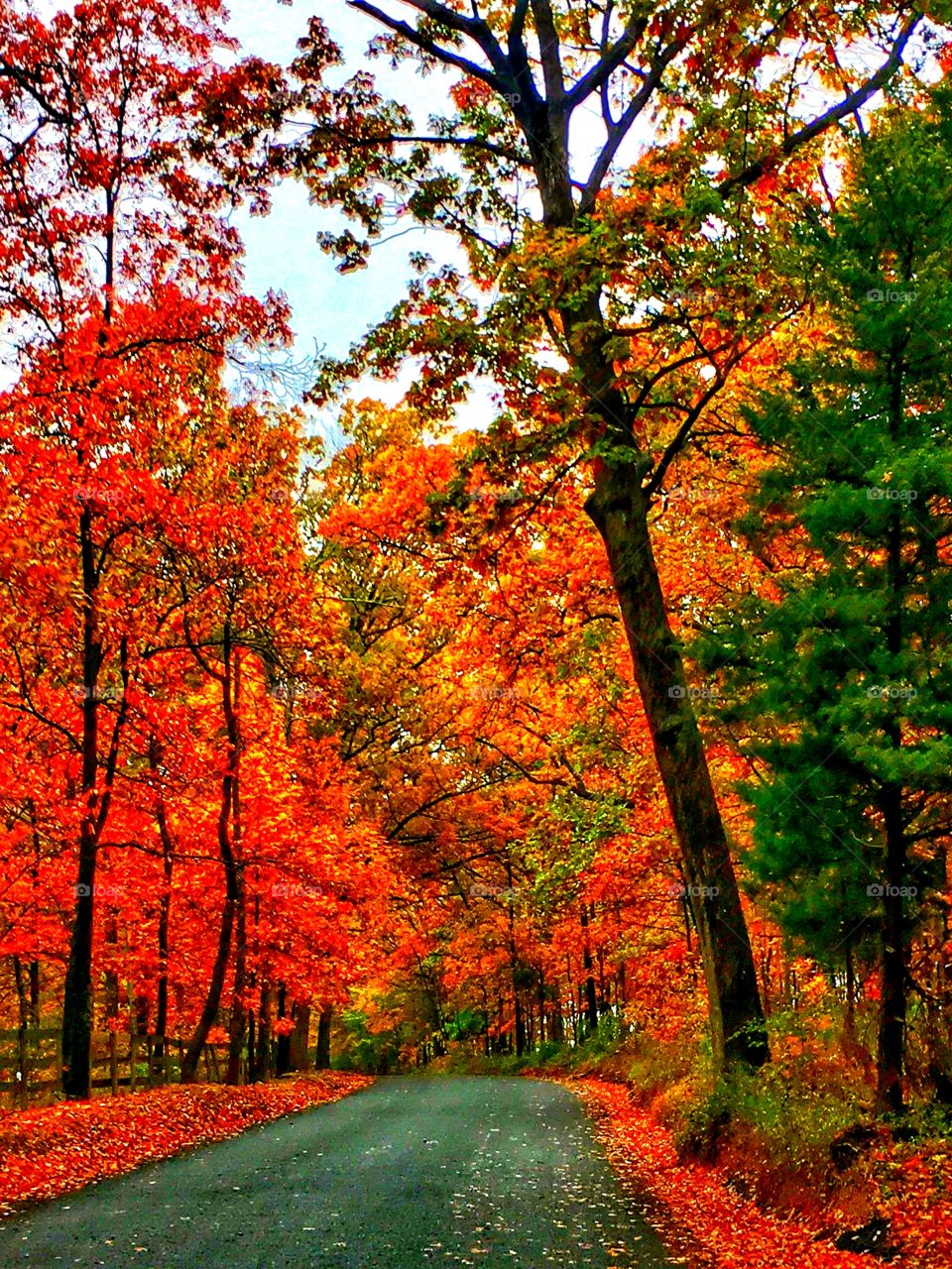 fall red trees
