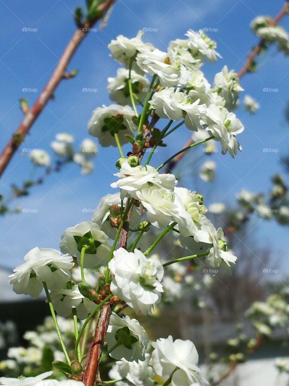 So many spring blossoms