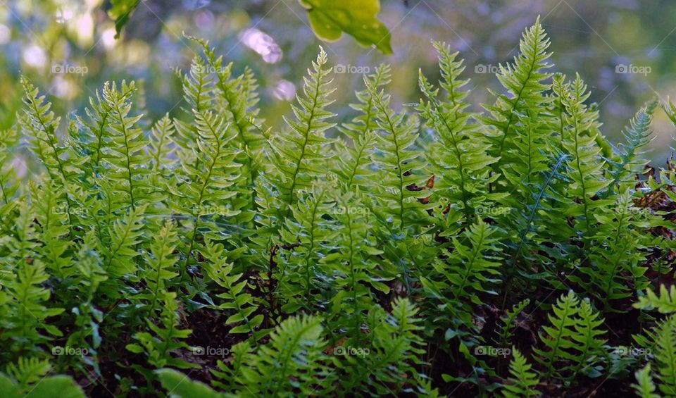 Ferns