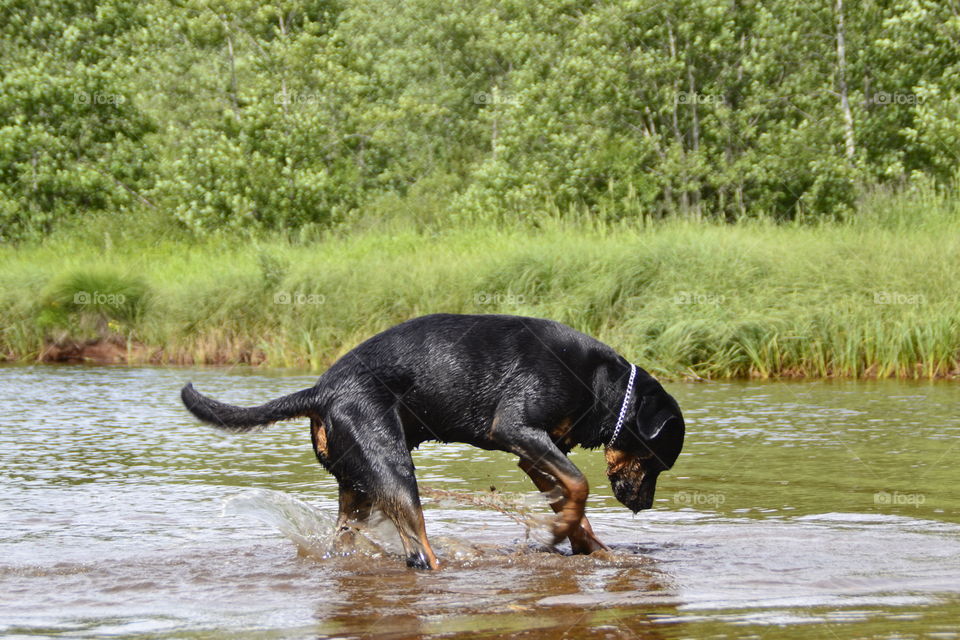 Dog digging