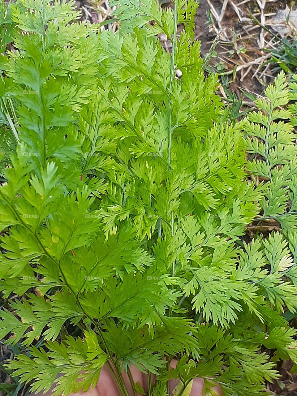 uttrakhand forest view