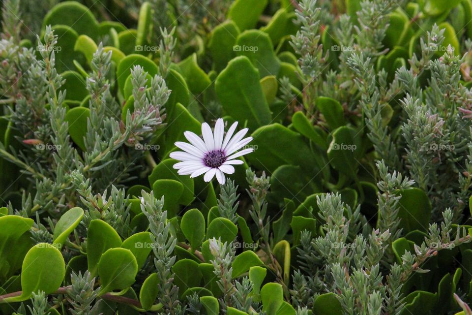 One white African daisy flower between succulent plants