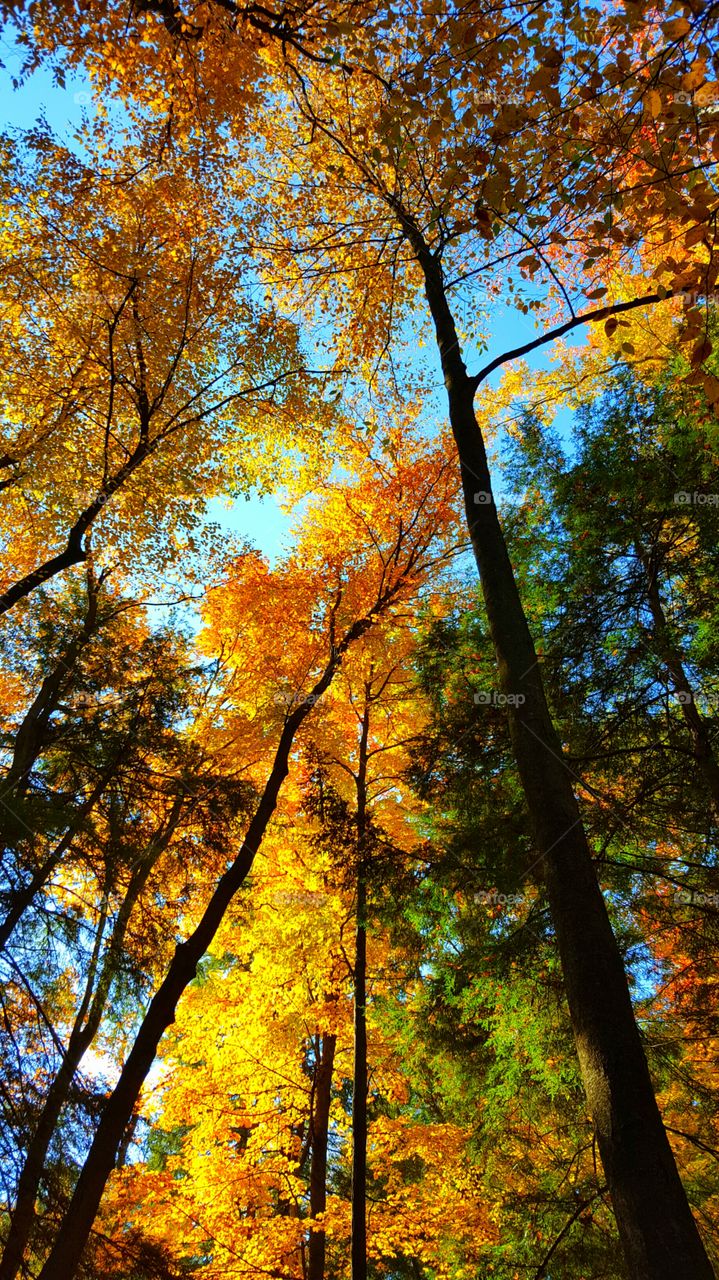 Low angle view of autumn trees