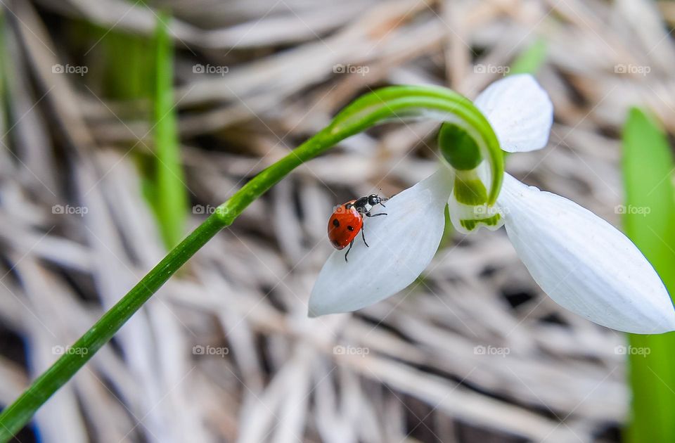 Ladybug