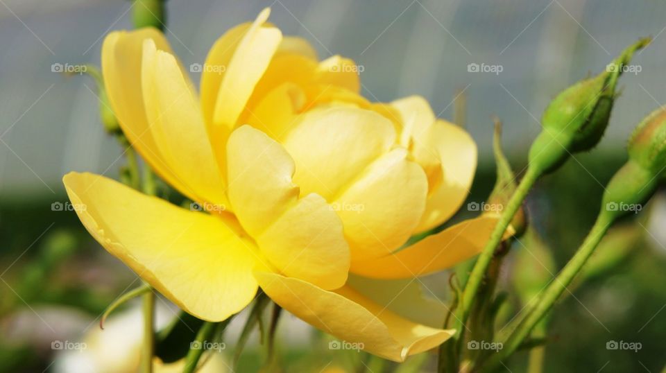 Yellow flower