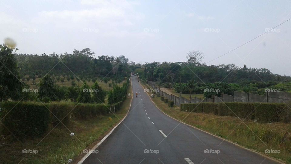 road between plantations 2