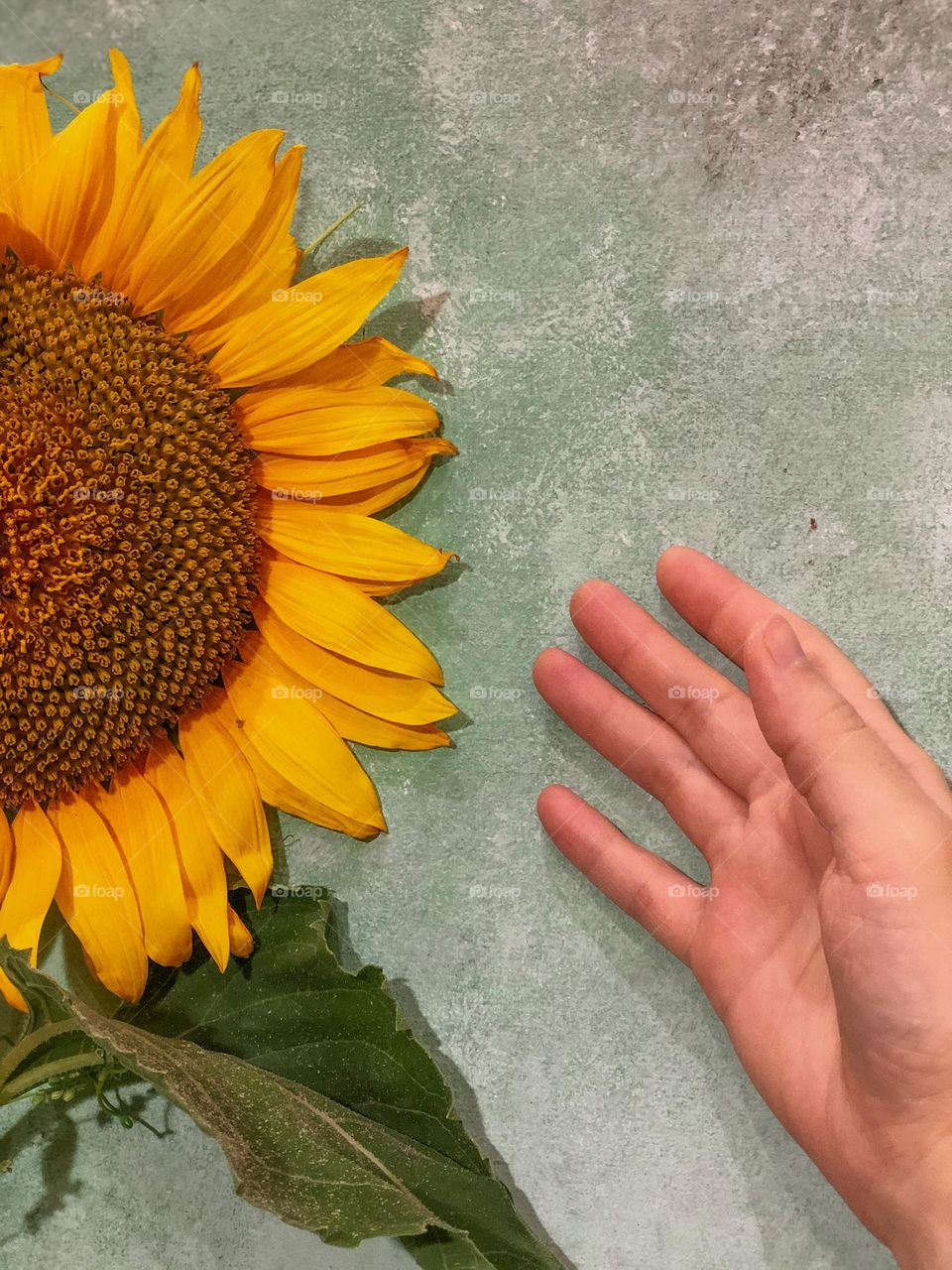 Yellow sunflower with big green leaves and hand 