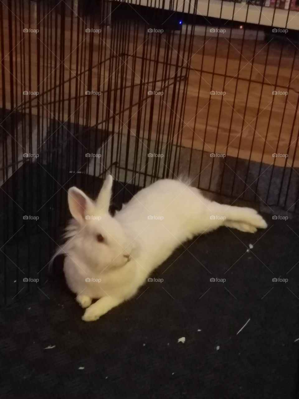 relaxing rabbit