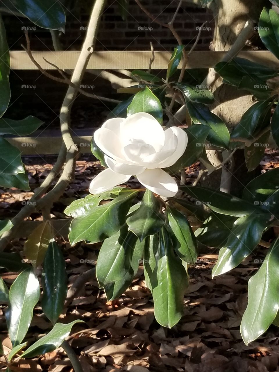 Magnolia Blooms in DC