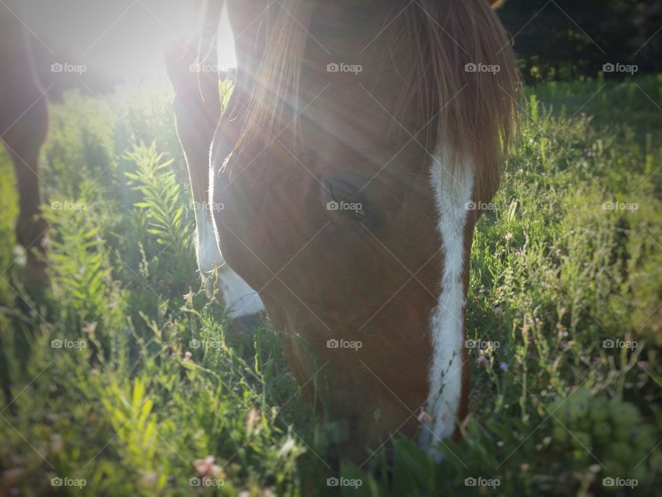 Sorrel Horse Grazing in the Sun Closeup