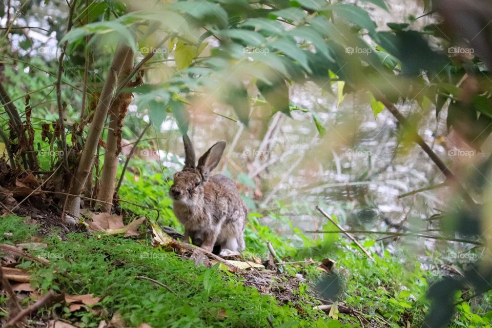 Rabbit in the forest