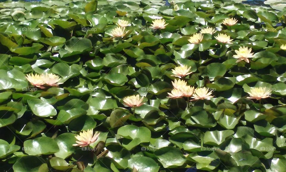 Small section of a lotus bed during the Lotus Festival in Echo Park