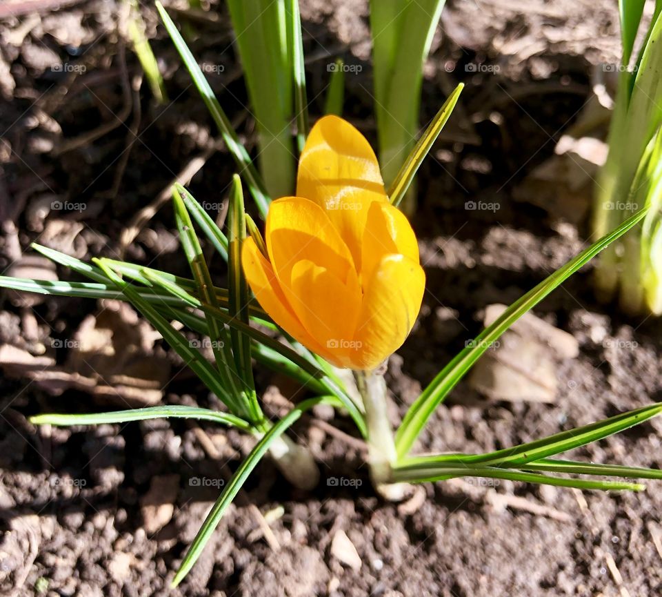 Yellow crocus 