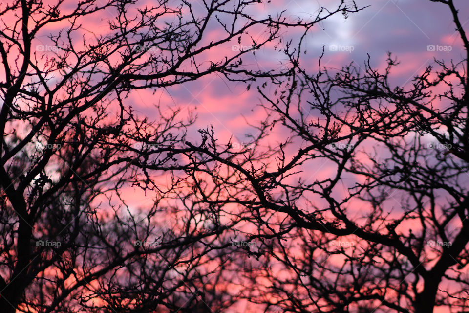 Trees in the sunset