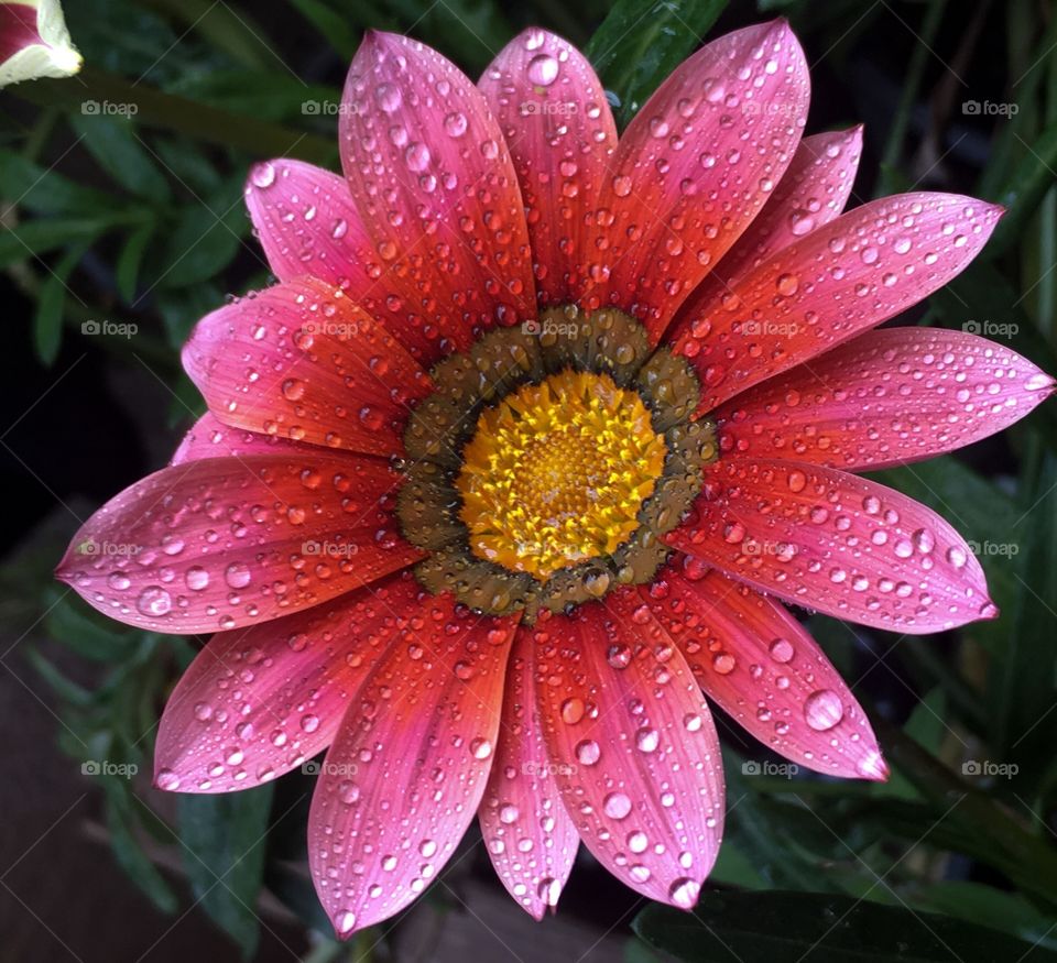 Beautiful gerbera flower 