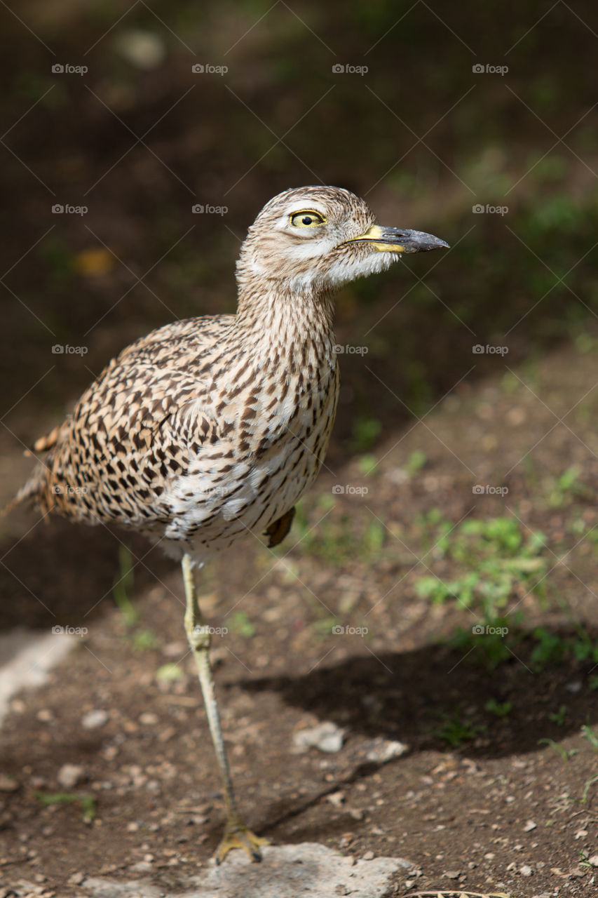 Close-up of a bird