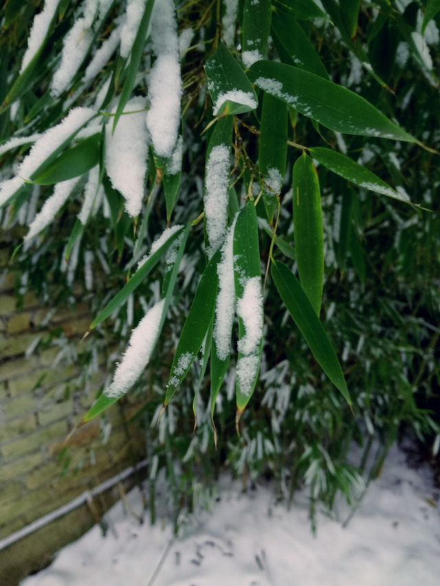 bamboo
