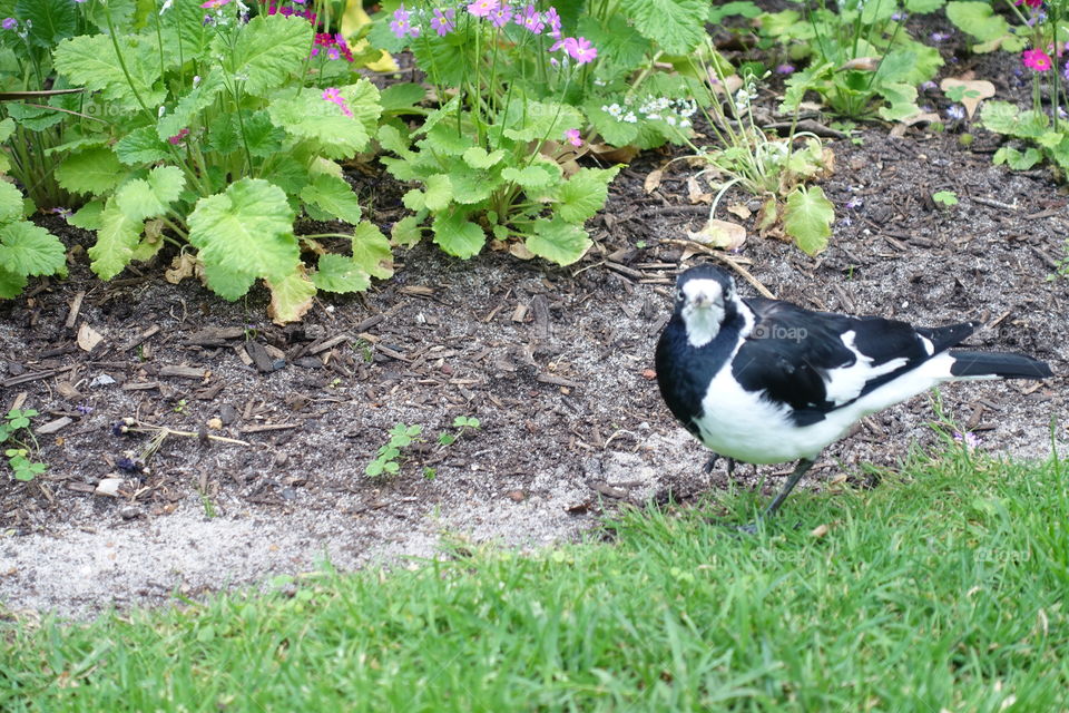 An Australian magpie-lurk is in the urban garden.