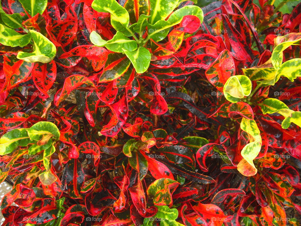 Red Leaf Bush
