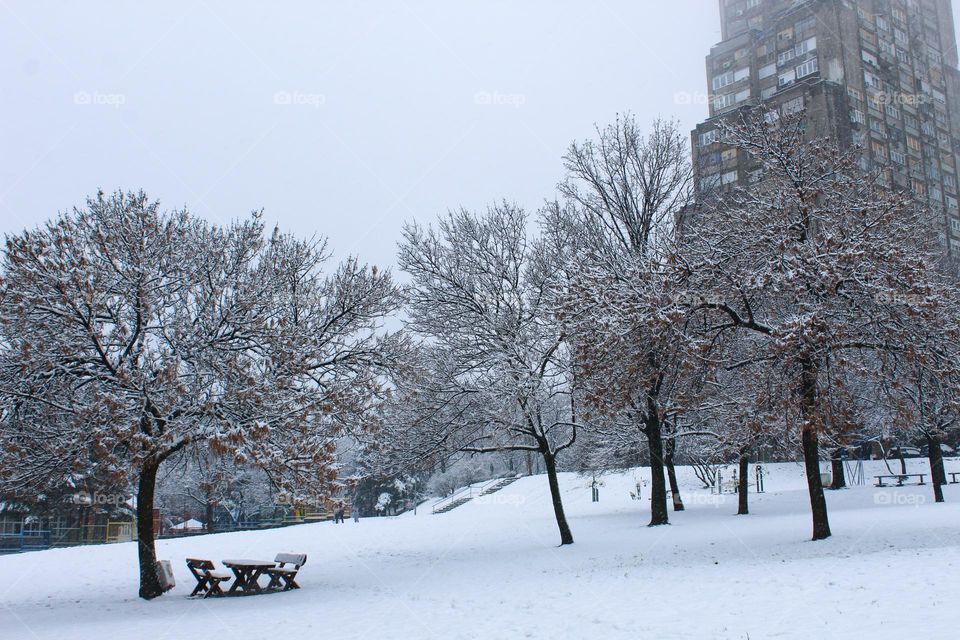 Landscape of a winter idyll in the city.  Public park beaches and trees covered in snow