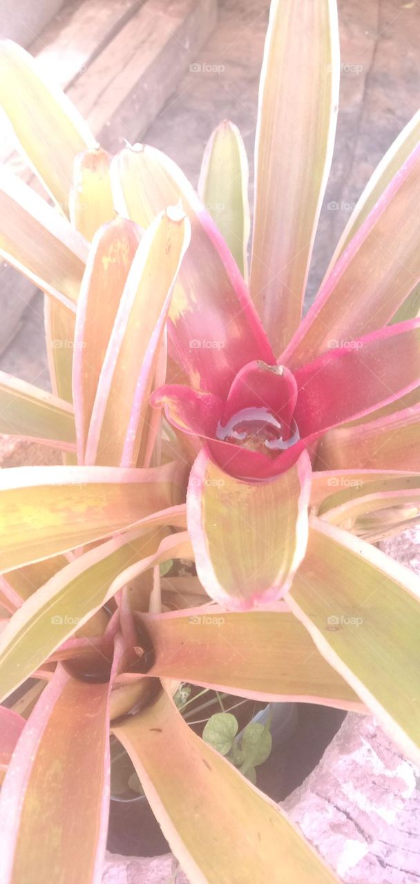 Bromeliads in the sun 1