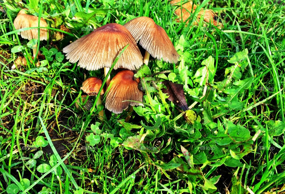 Toadstools in the woods
