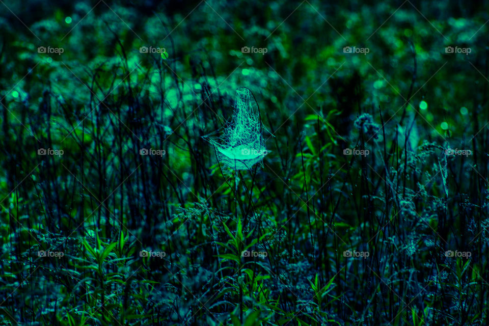 spider web in a field of overgrown grass