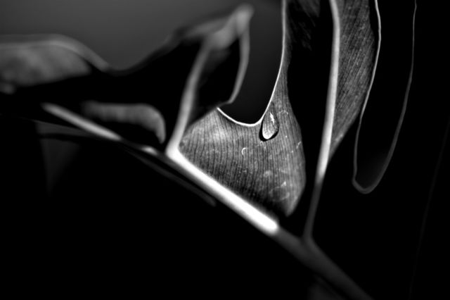 Raindrop