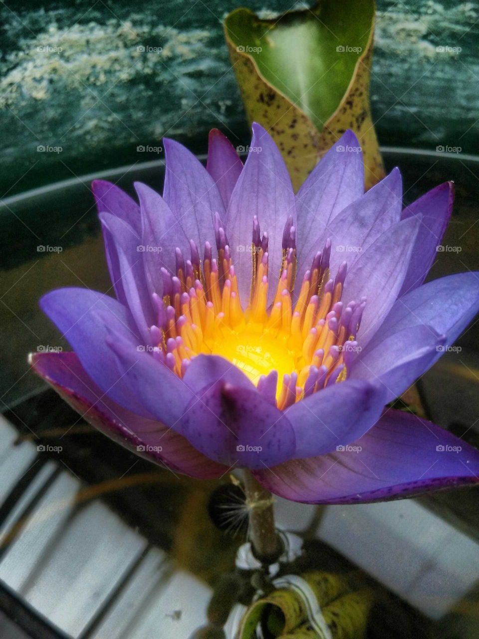 lotus flower at conservatory