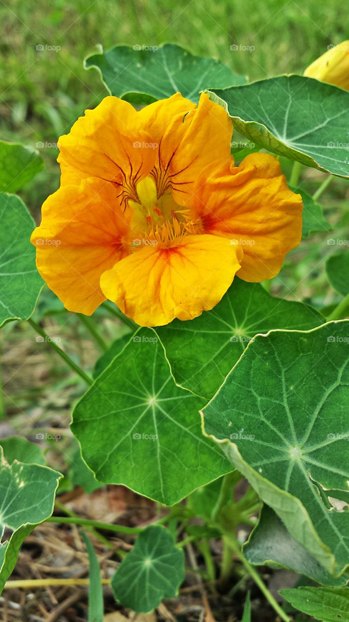 Nasturtium. In  my garden