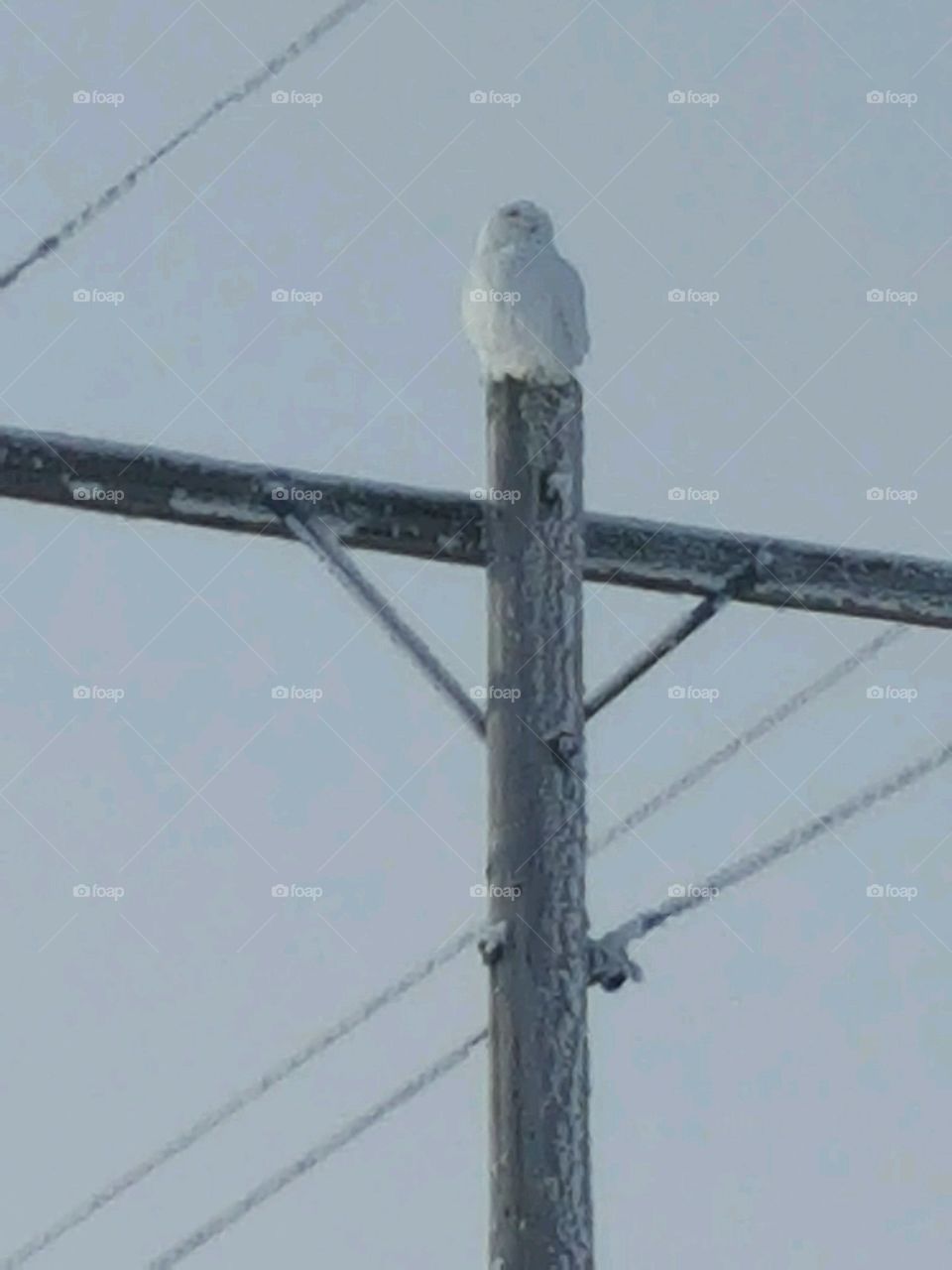 Snow owl