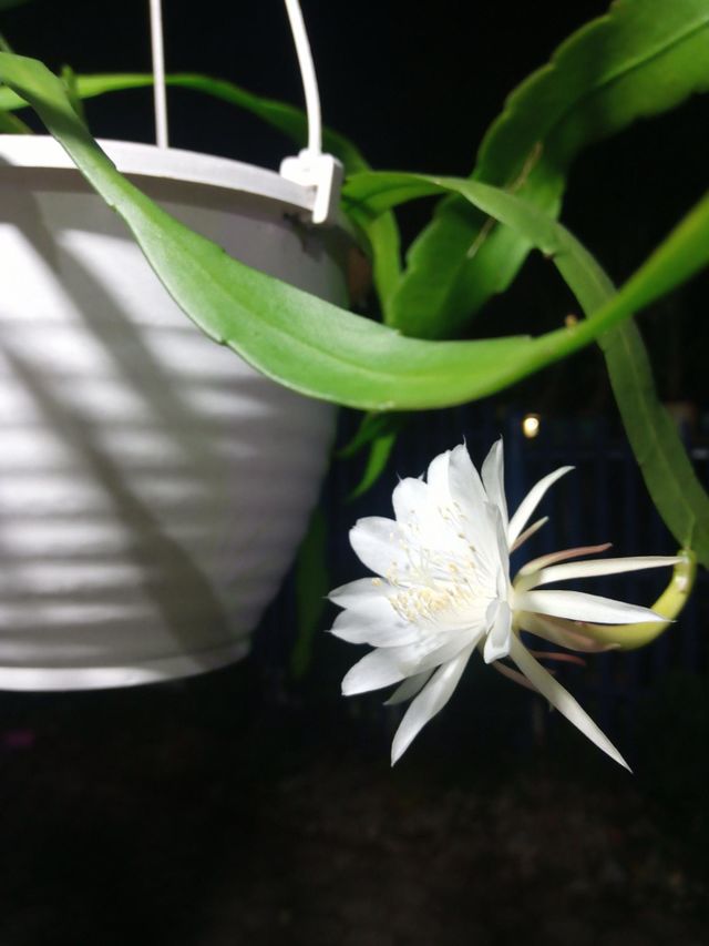 White And Beauty