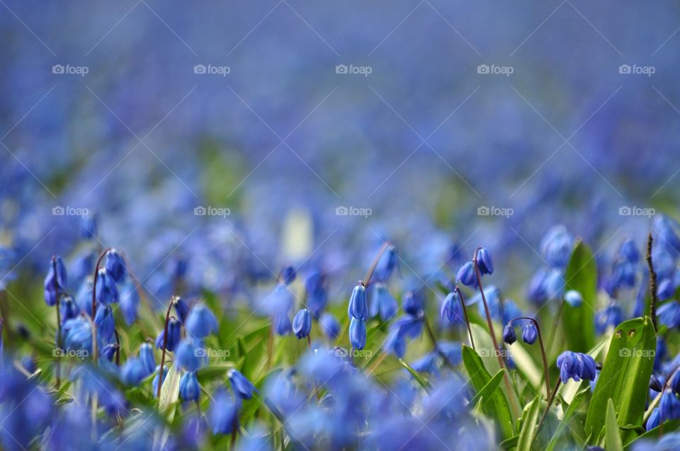 blue snowdrops field in the park in Poland