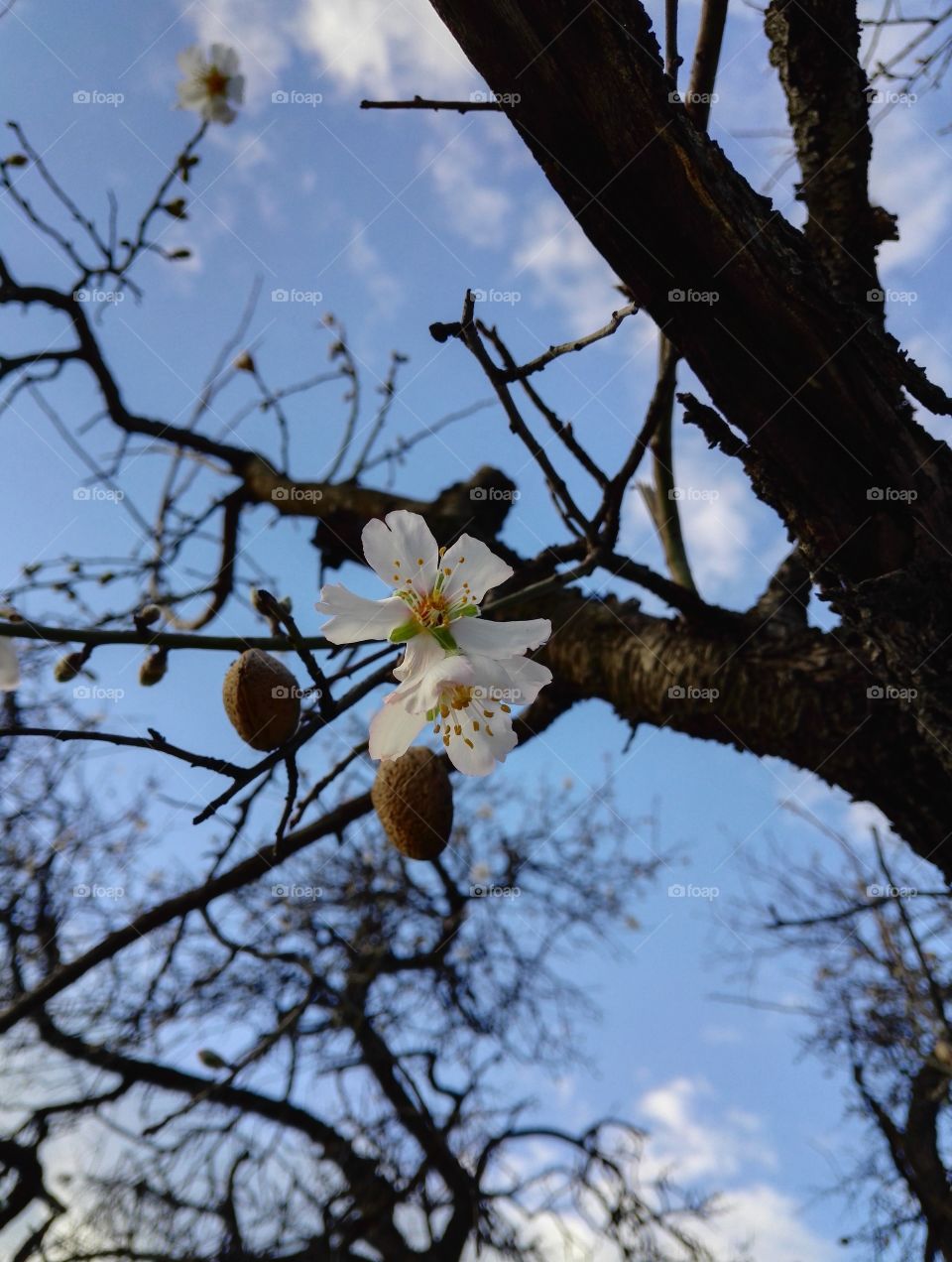 early blooming almond tree