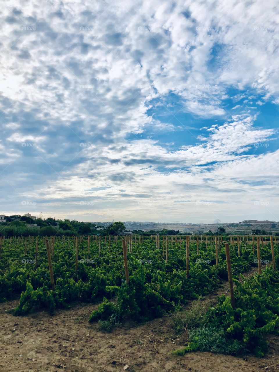 Photo taken this morning, in Burmarrad Malta. Grapevines looking bright green, soon to be wine and the magical blue sky full of white and grey clouds