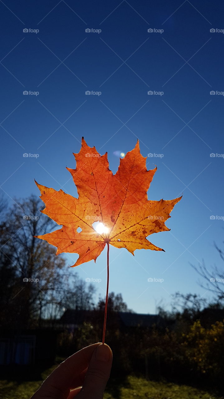 orange leave