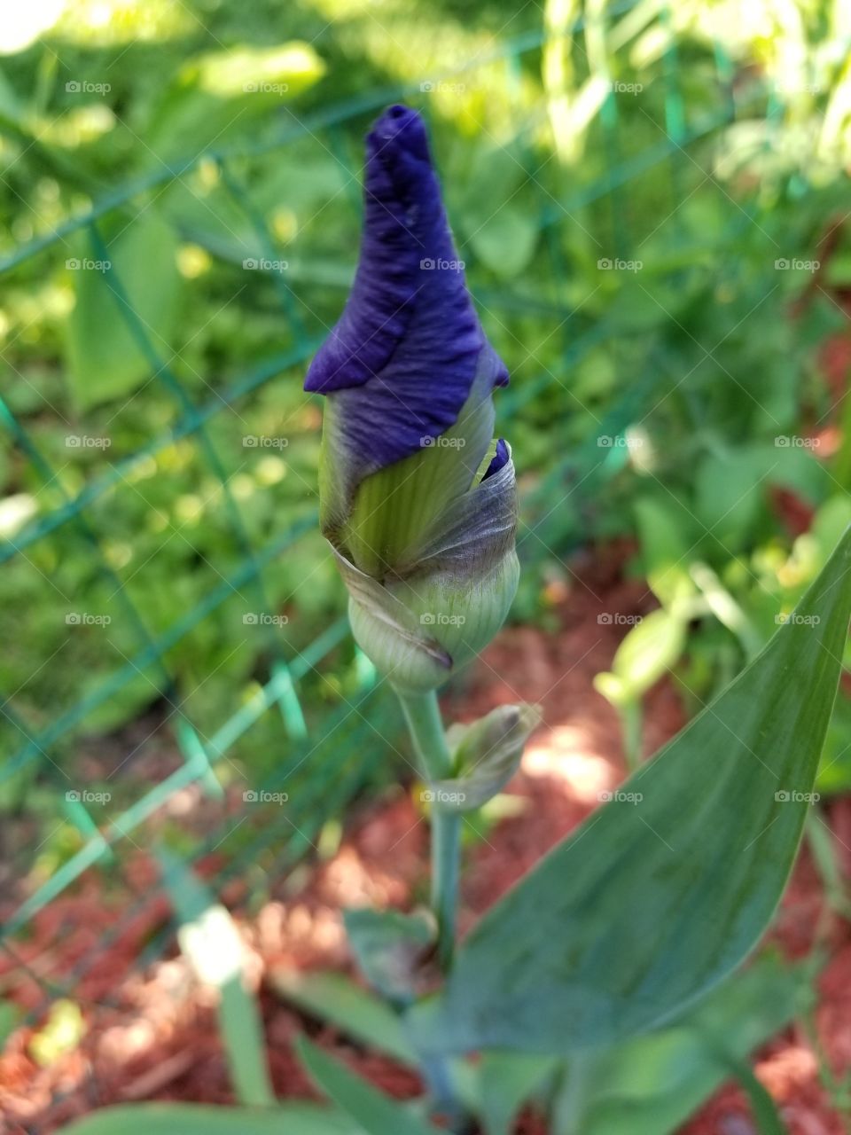 Ready to Bloom