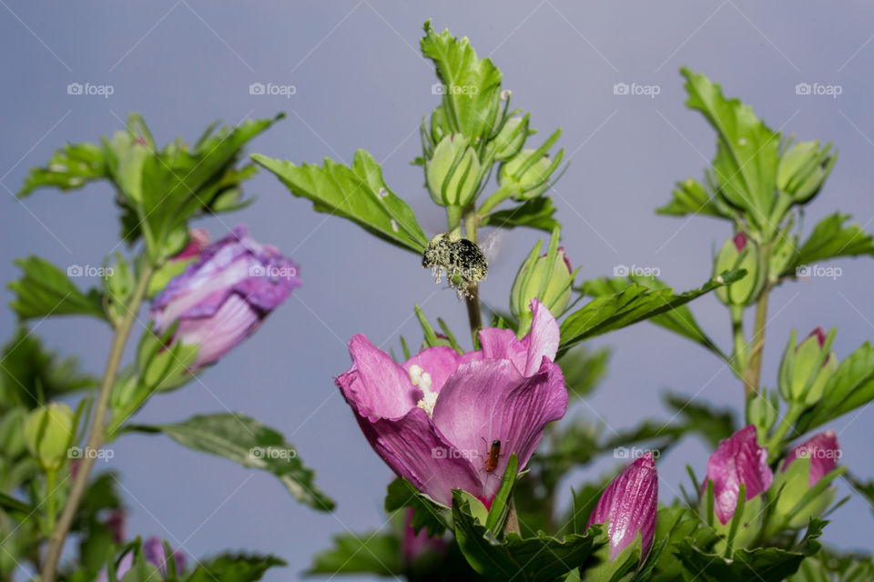 Bee and flower