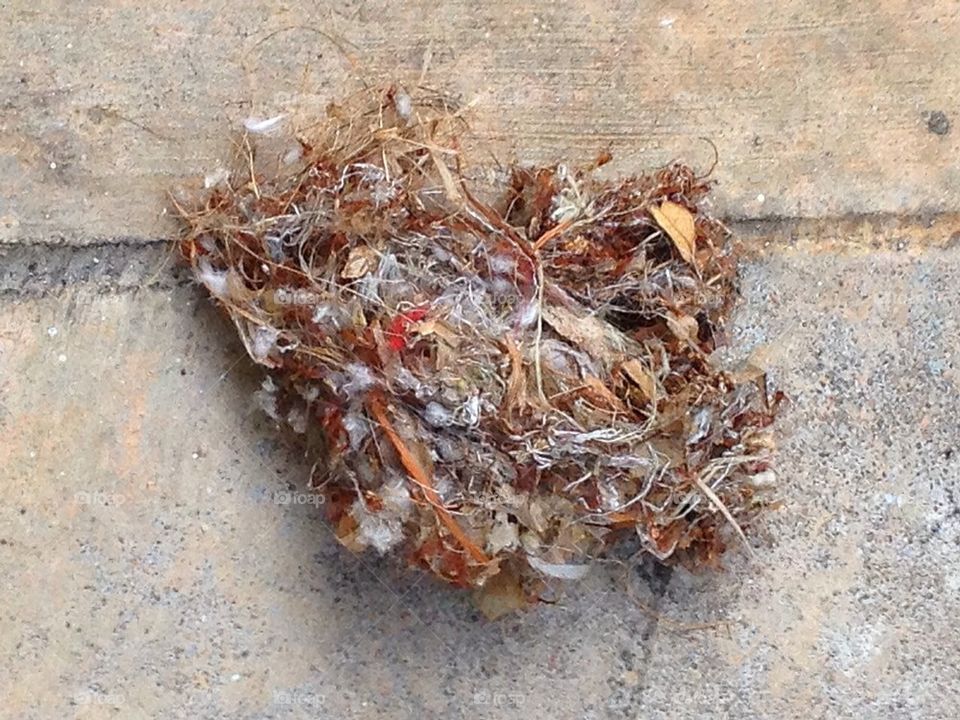 Bird's nest