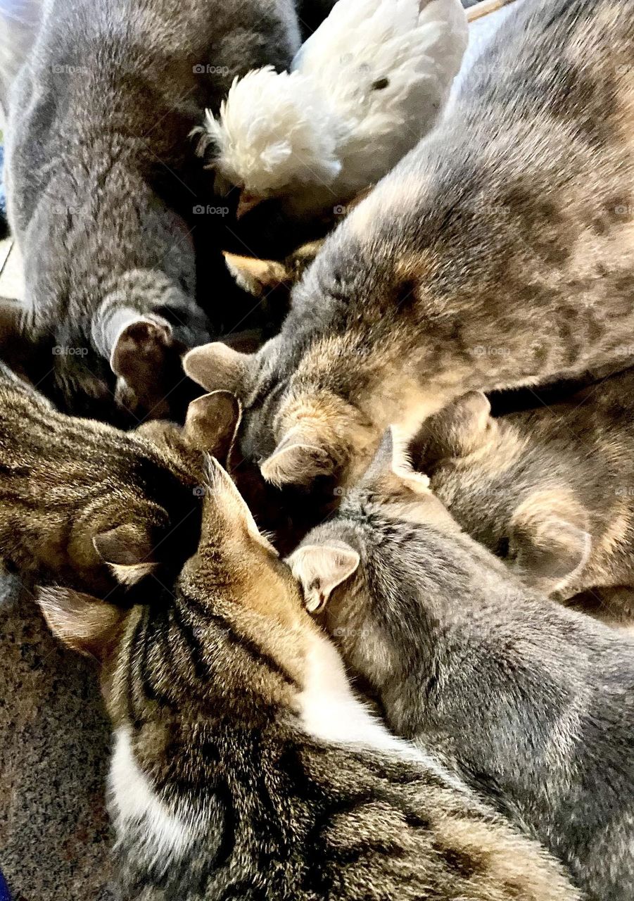 Of these critters is not like the others 