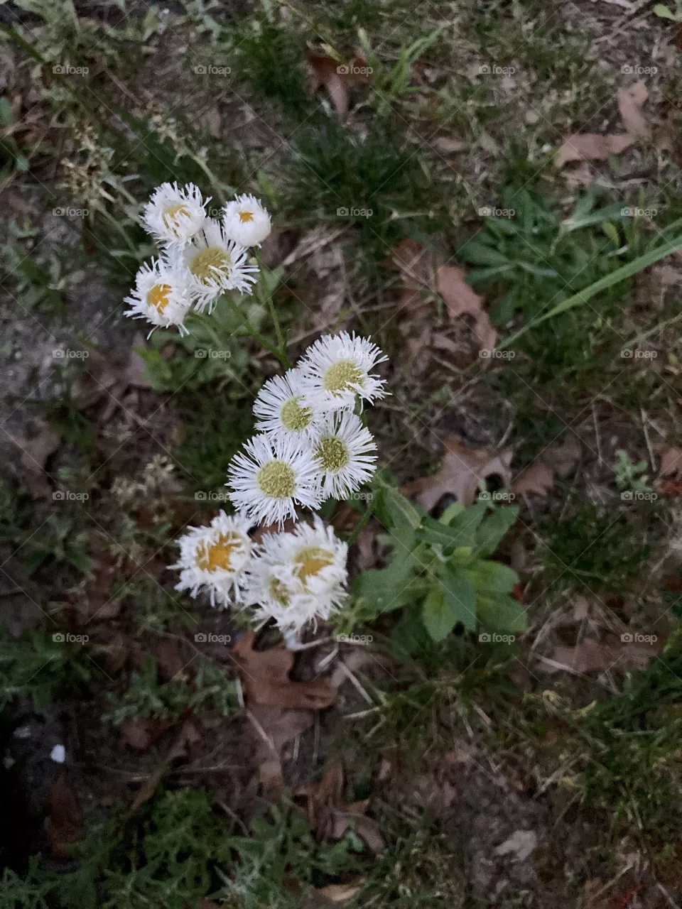 Weed with white flowers