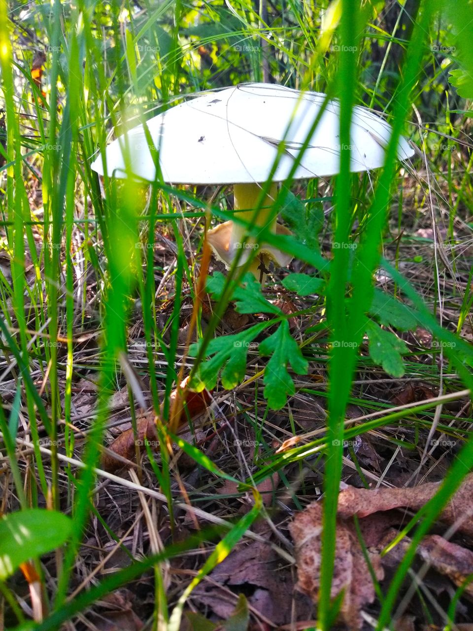 flora mushroom