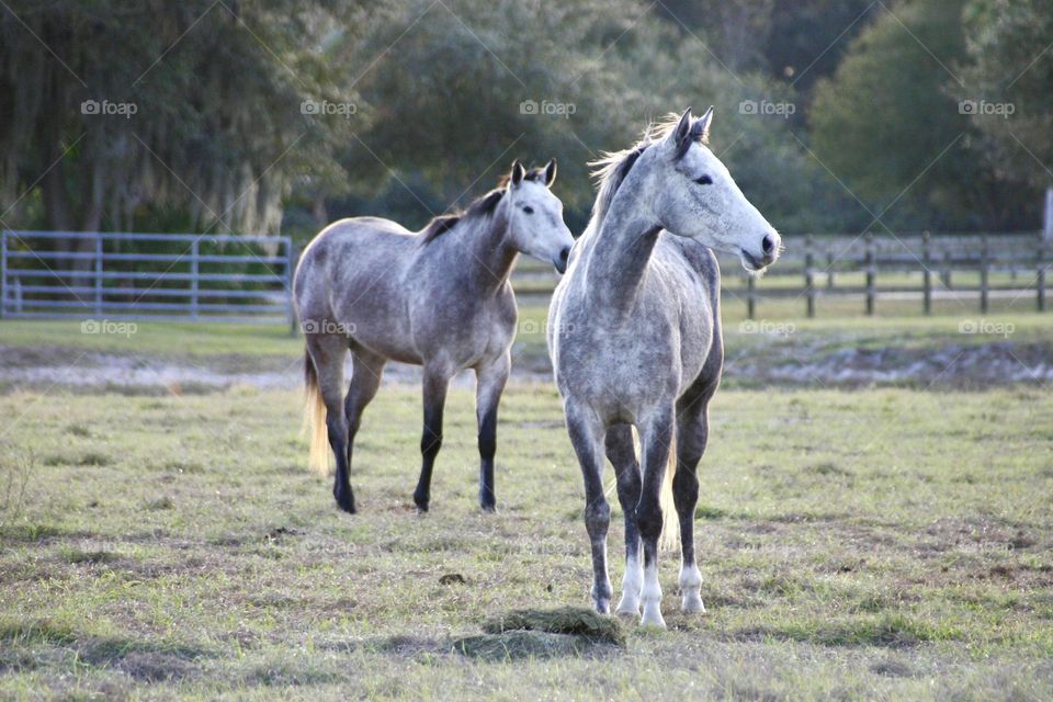 Horses in a field 