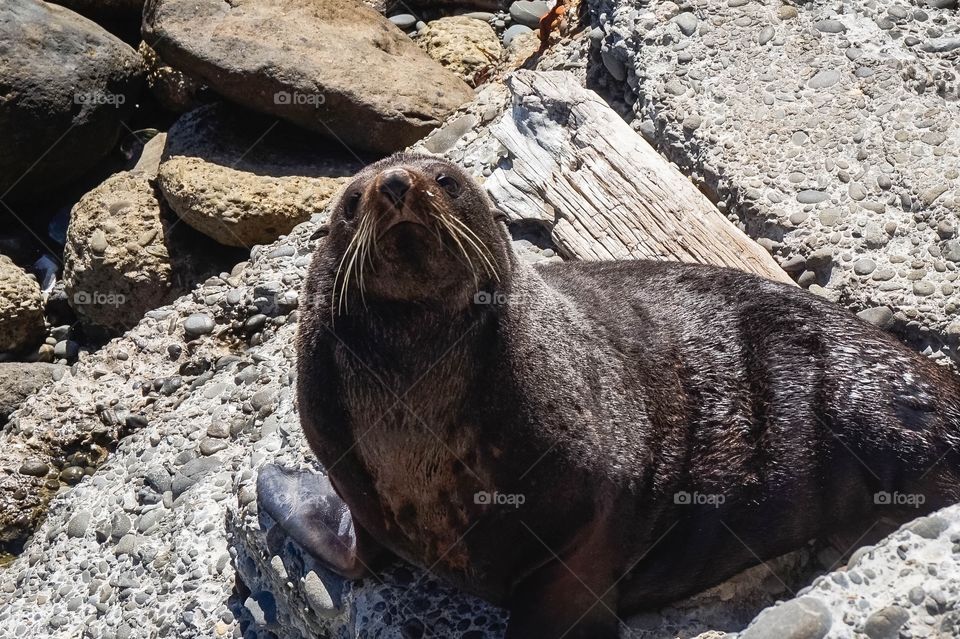 Cute little wild sea lion hanging out on the Oamaru Breakwater, New Zealand 