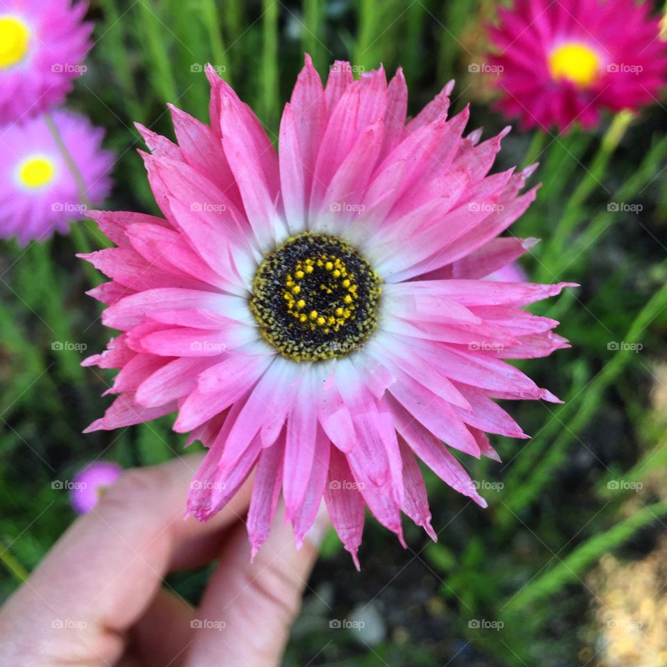 Holding pink flower