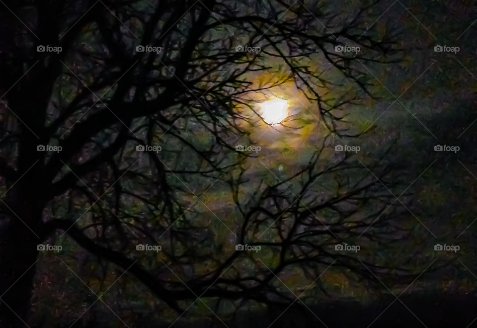 Full moon poking through a mysterious silhouette of a tree during a wintry night. 