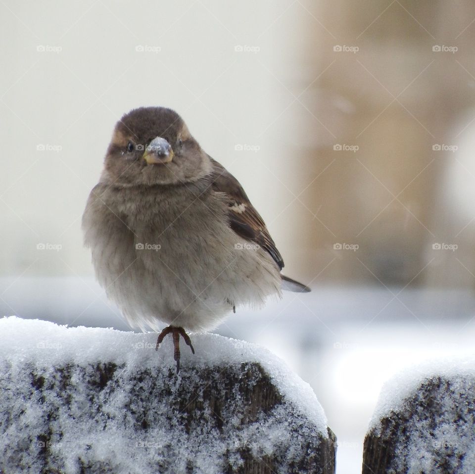 sparrow standing on one foot on a snowy fence.